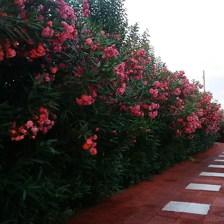 Clara Villa *